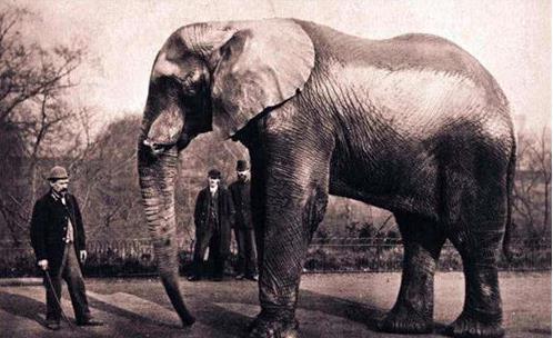 大象玛莉爆料视频大全集,欢乐时光大盘点